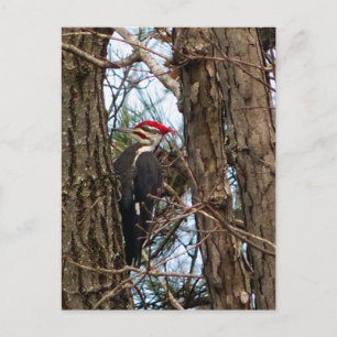 Male Pileated Woodpecker Vykort