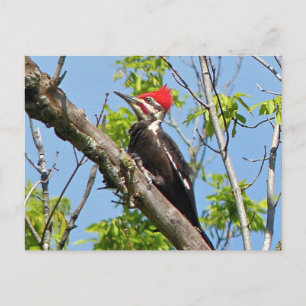 Male Pileated Woodpecker Vykort