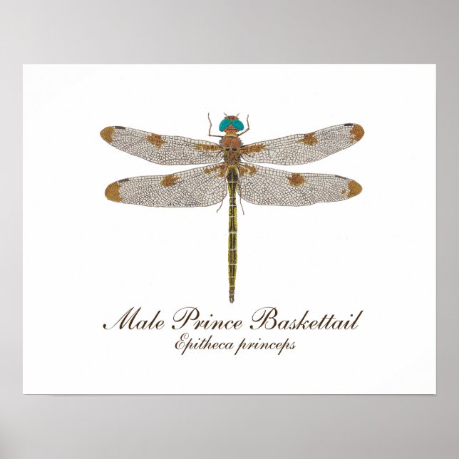 Male Prince Baskettail Dragonfly Art Poster (Framsidan)
