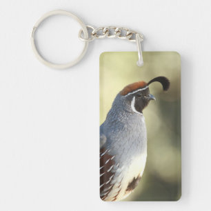Male Quail