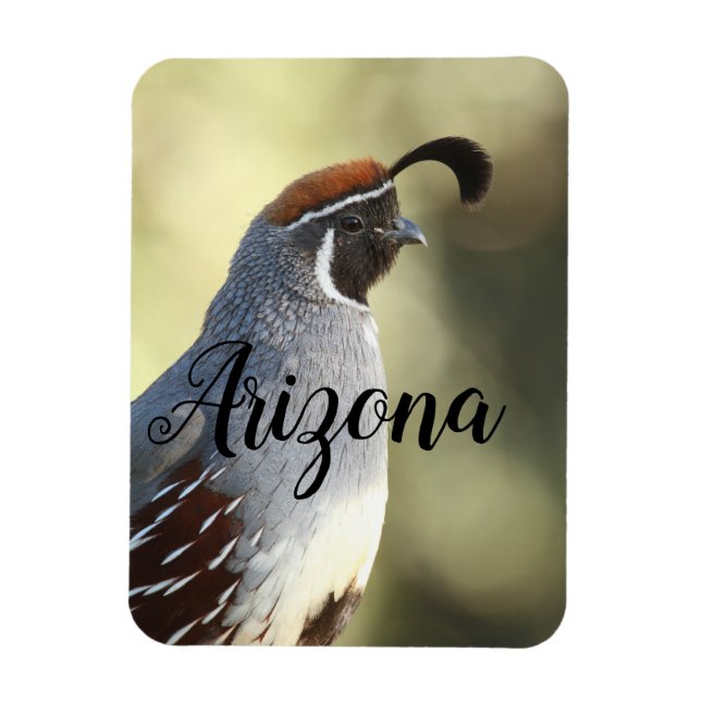 Male Quail, Arizona Magnet (Vertikal)