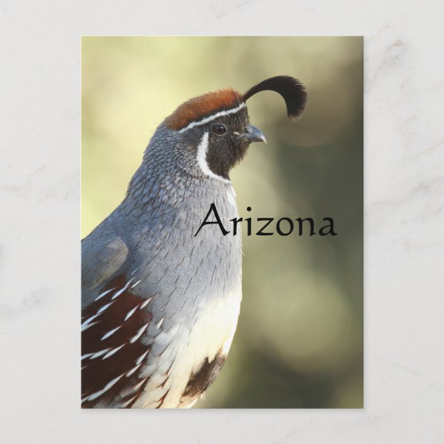 Male Quail, Arizona Vykort (Framsida)