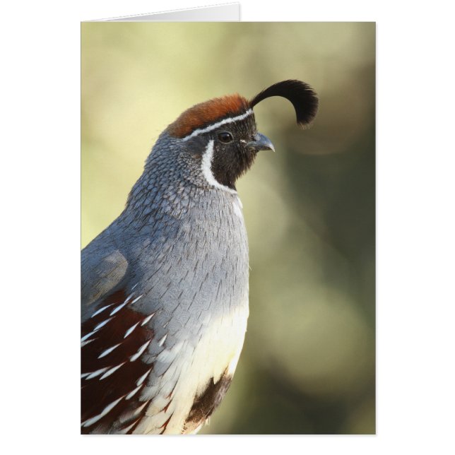 Male Quail Hälsningskort (Framsidan)