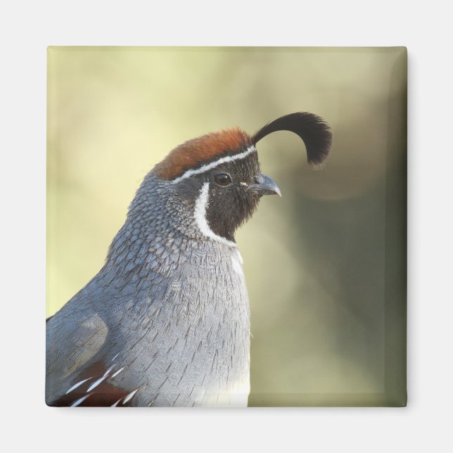 Male Quail Magnet (Framsidan)