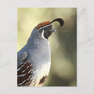 Male Quail Porträtt Vykort