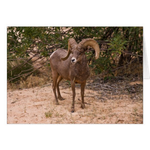 Male Ram Big Horn Får Hälsningskort