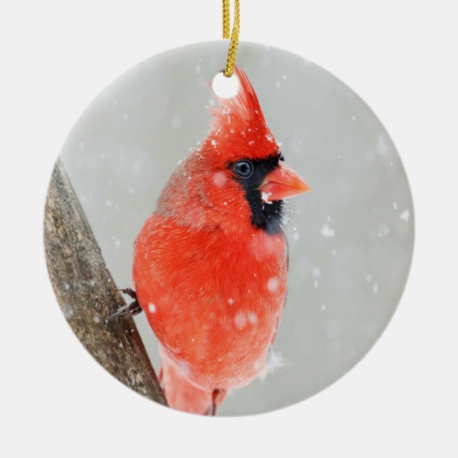 Male Red Cardinal Snowy Gren Ornament (Framsidan)