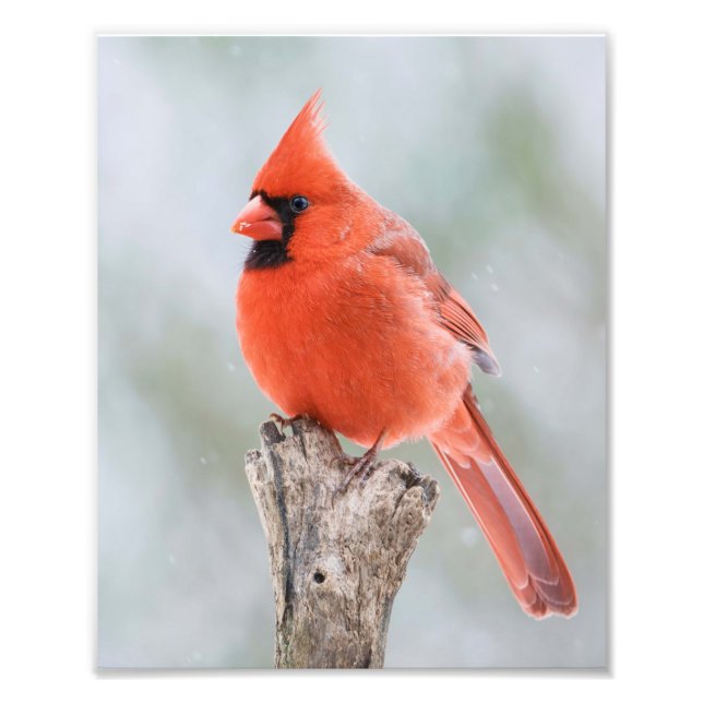 Male Red Kardinal Snowy Gren Snowy Träd Stump Fototryck (Framsidan)