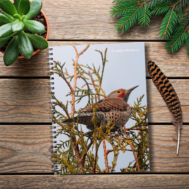 Male Red-Shafted Northern Flicker i Träd Anteckningsbok Med Spiral (Red-Shafted Northern Flicker in a Tree Journal Cover Photo)
