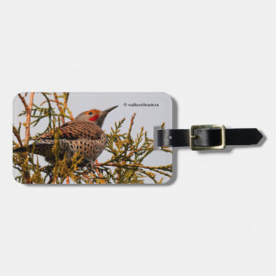 Male Red-Shafted Northern Flicker i Träd Bagagebricka