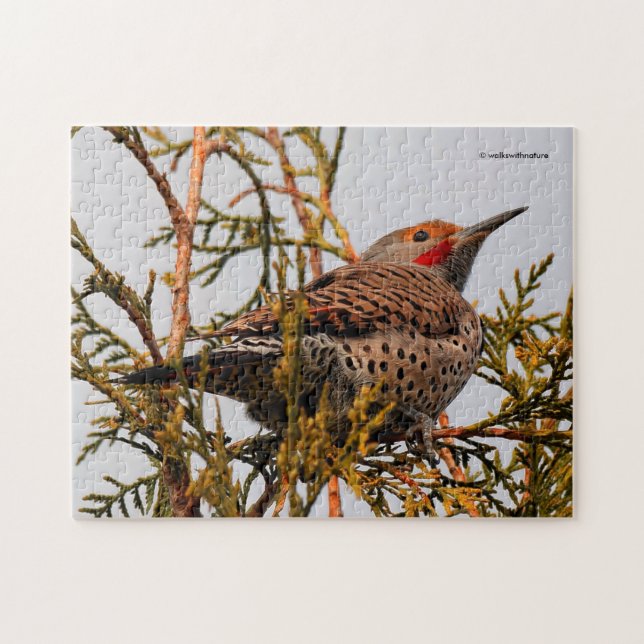 Male Red-Shafted Northern Flicker i Träd Pussel (Horisontell)