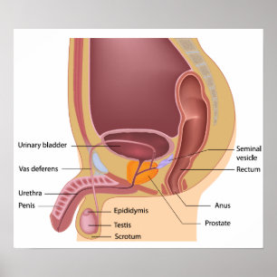 Male reproduktiv systemaffisch poster