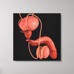 Male reproduktivt system 1 för människa canvastryck