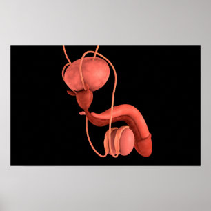 Male reproduktivt system 1 för människa poster