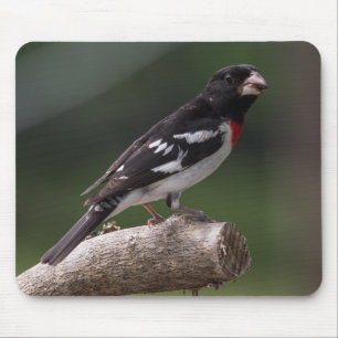 Male Ro-Brested Grosbeak Musmatta