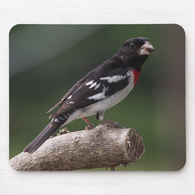 Male Ro-Brested Grosbeak Musmatta (Framsidan)