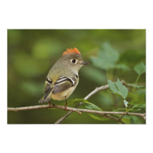 Male Ruby-kronad Kinglet, Regulus calendula Fototryck