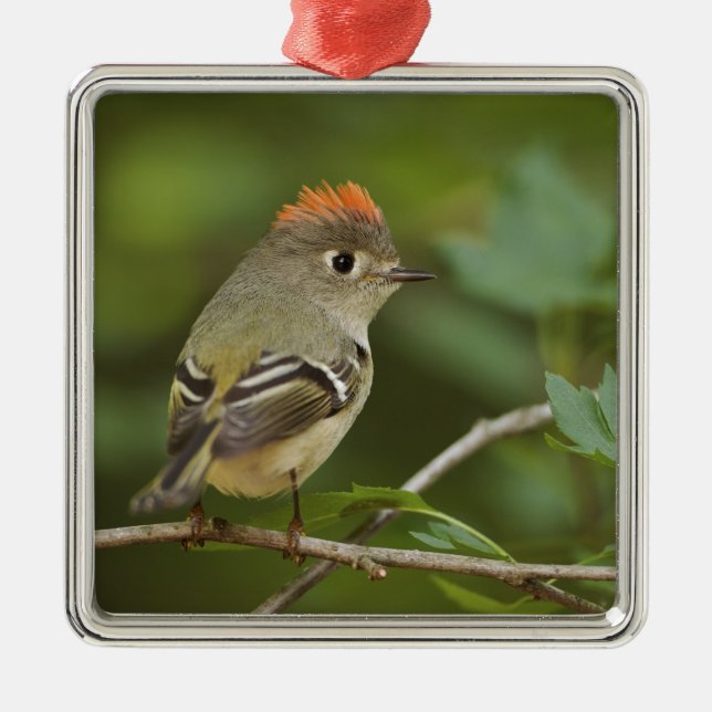Male Ruby-kronad Kinglet, Regulus calendula Julgransprydnad Metall (Framsidan)