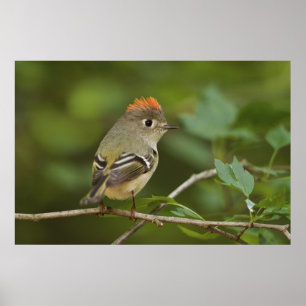 Male Ruby-kronad Kinglet, Regulus calendula Poster