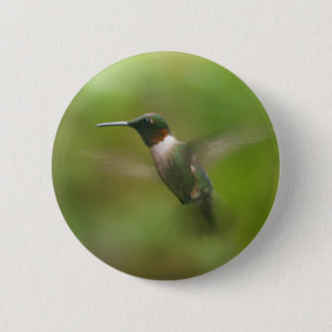 Male Ruby Throat Hummingbird Button Knapp