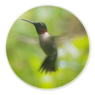 Male Ruby Throat Hummingbird Knopp