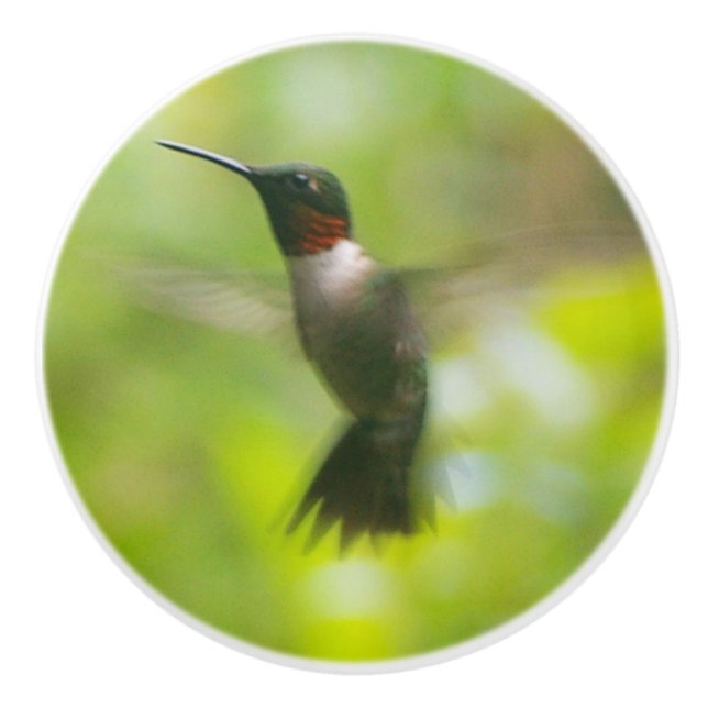Male Ruby Throat Hummingbird Knopp (Framsidan)