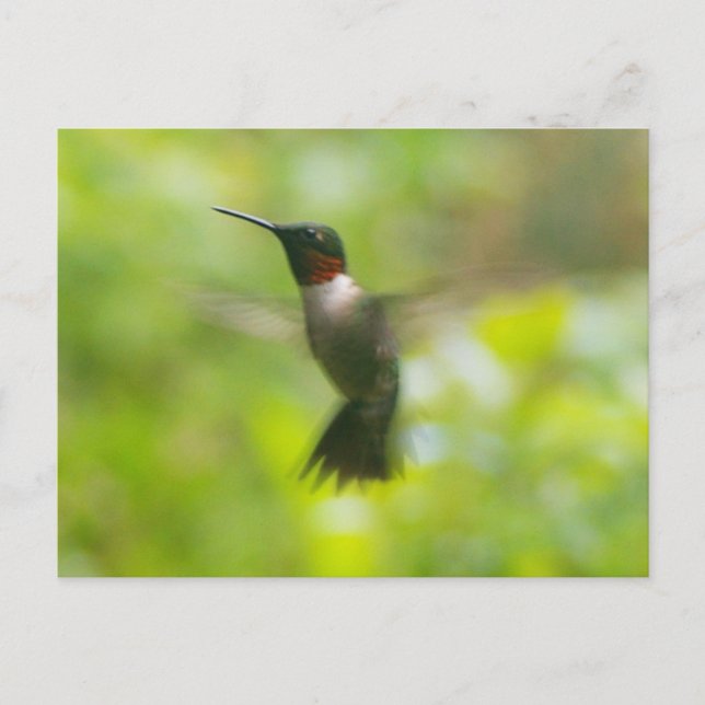 Male Ruby Throat Hummingbird-vykort Vykort (Framsida)