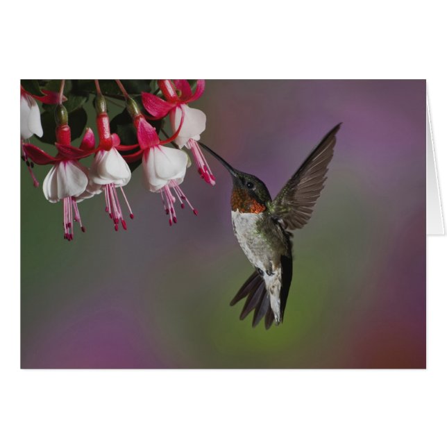 Male Ruby throated Hummingbird, Archilochus Hälsningskort (Framsidan Horizontal)