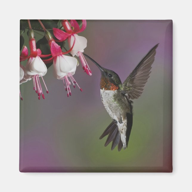 Male Ruby throated Hummingbird, Archilochus Magnet (Framsidan)