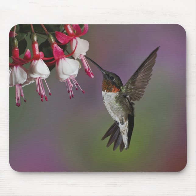 Male Ruby throated Hummingbird, Archilochus Musmatta (Framsidan)