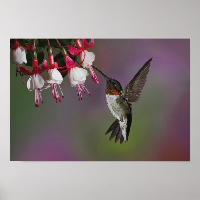 Male Ruby throated Hummingbird, Archilochus Poster (Framsidan)