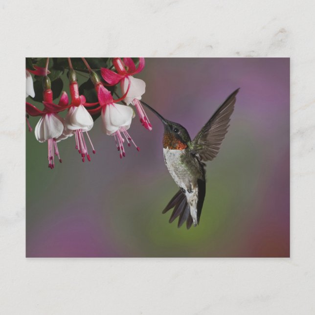 Male Ruby throated Hummingbird, Archilochus Vykort (Framsida)