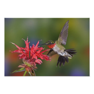 Male Ruby-throated Hummingbird Fototryck
