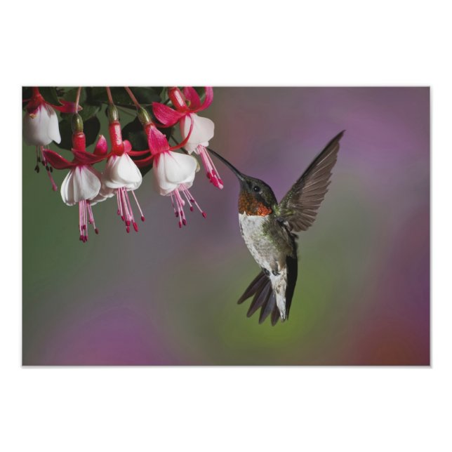 Male Ruby throated Hummingbird Fototryck (Framsidan)