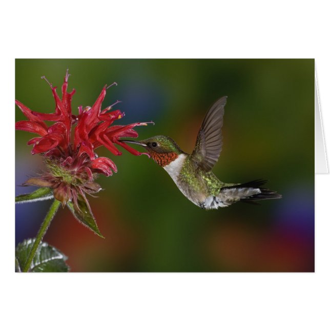 Male Ruby-throated Hummingbird Hälsningskort (Framsidan Horizontal)