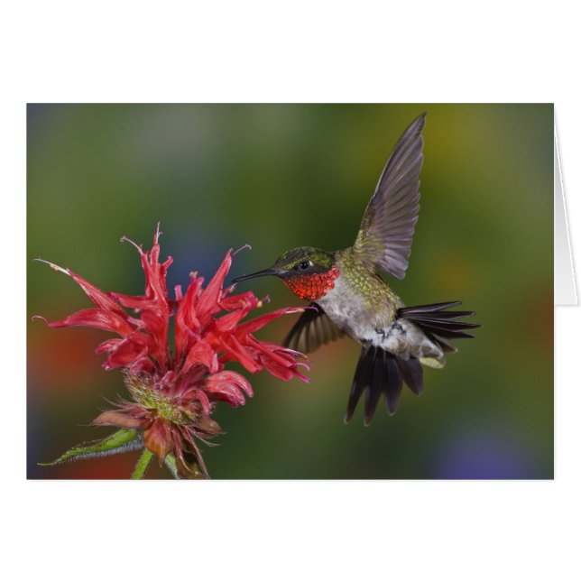 Male Ruby-throated Hummingbird Hälsningskort (Framsidan Horizontal)