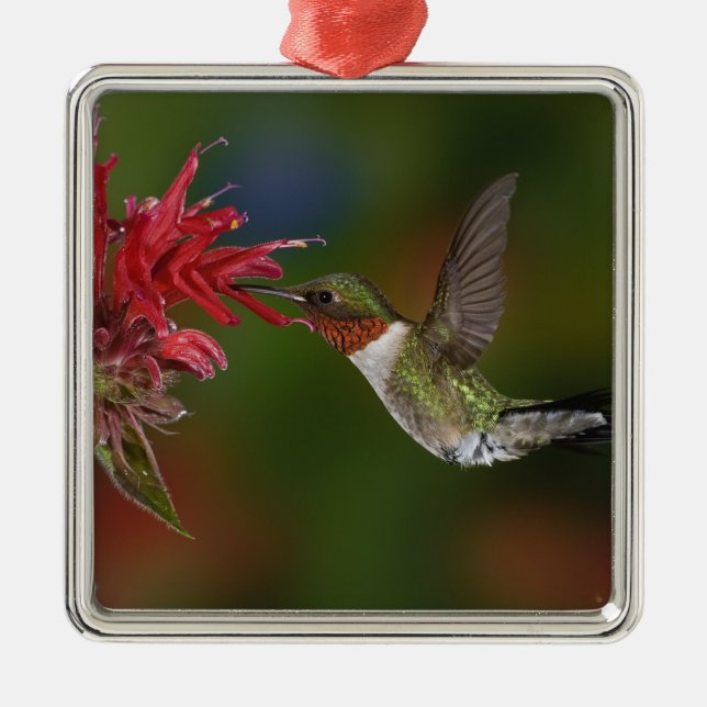 Male Ruby-throated Hummingbird Julgransprydnad Metall (Framsidan)