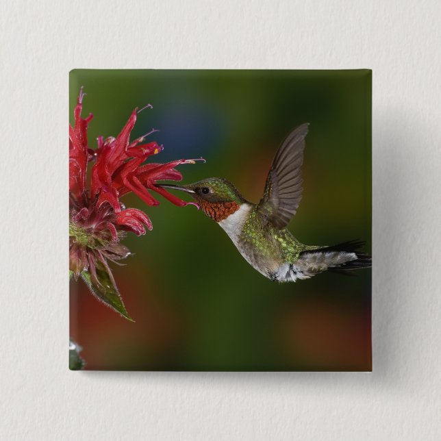 Male Ruby-throated Hummingbird Knapp (Framsida)