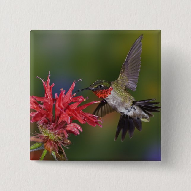 Male Ruby-throated Hummingbird Knapp (Framsida)