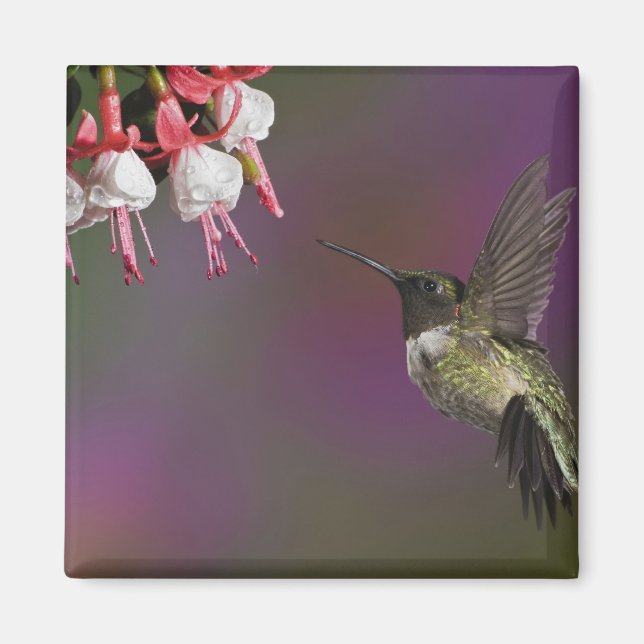 Male Ruby throated Hummingbird Magnet (Framsidan)