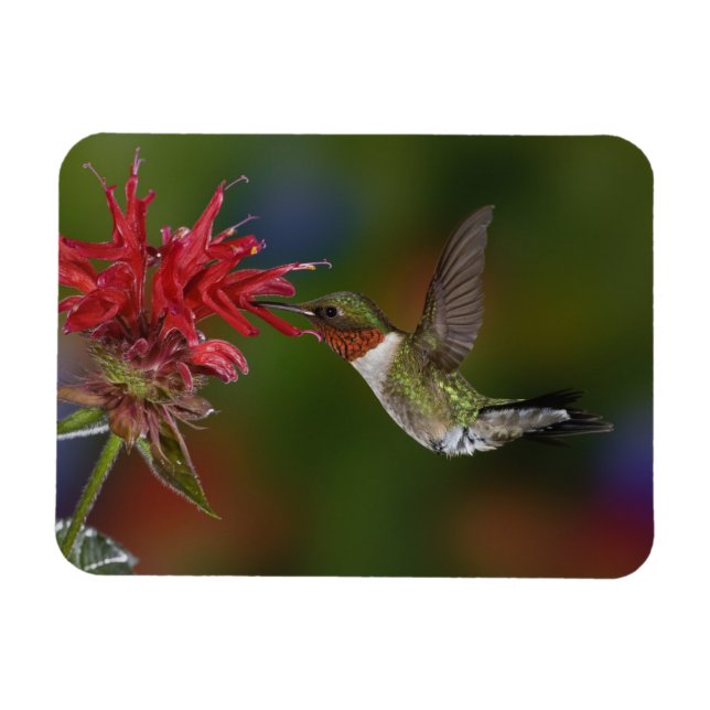Male Ruby-throated Hummingbird Magnet (Horisontell)
