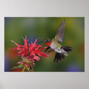Male Ruby-throated Hummingbird matande på Poster