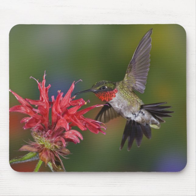 Male Ruby-throated Hummingbird Musmatta (Framsidan)
