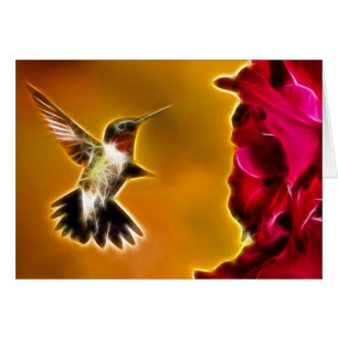 Male Ruby-throated Hummingbird OBS Kort