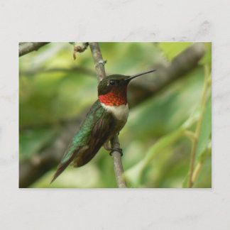 Male Ruby-throated Hummingbird Postcard. Vykort