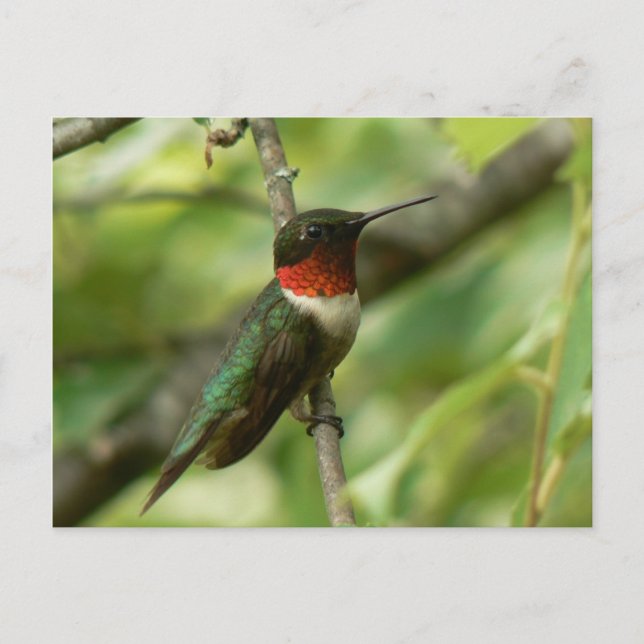 Male Ruby-throated Hummingbird Postcard. Vykort (Framsida)