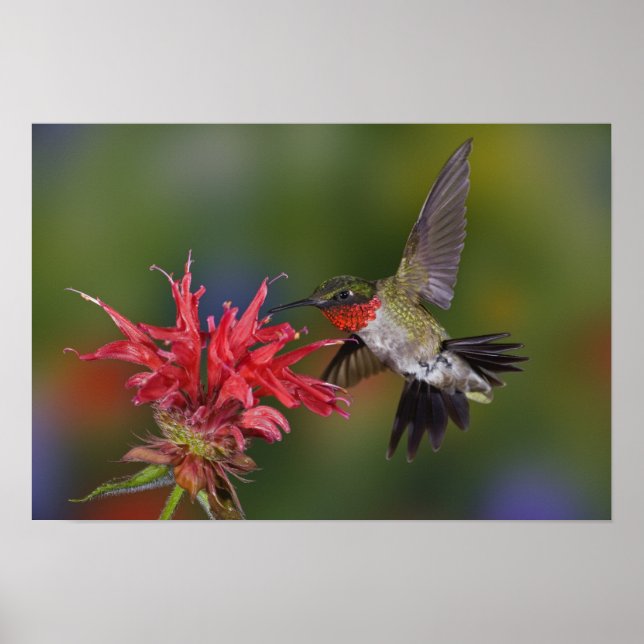 Male Ruby-throated Hummingbird Poster (Framsidan)