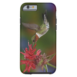 Male Ruby-throated Hummingbird som matar på Tough iPhone 6 Skal
