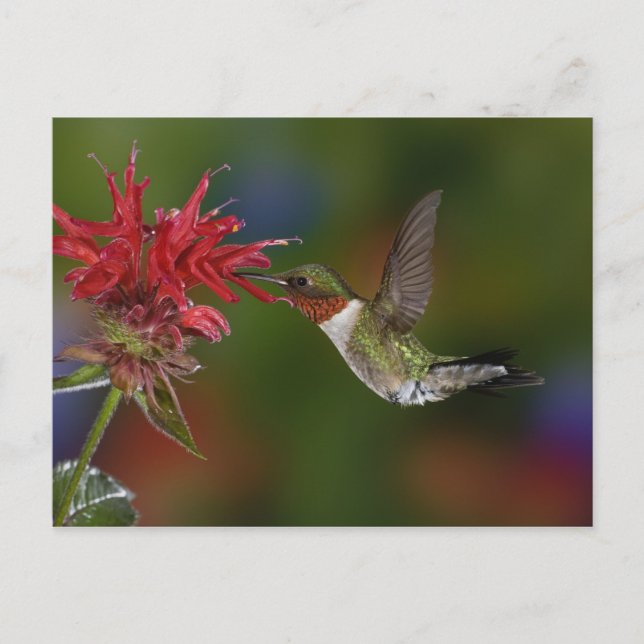 Male Ruby-throated Hummingbird Vykort (Framsida)