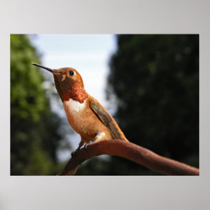 Male Rufous Hummingbird - Fine Art Prages Poster